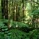 Imagem REDD+